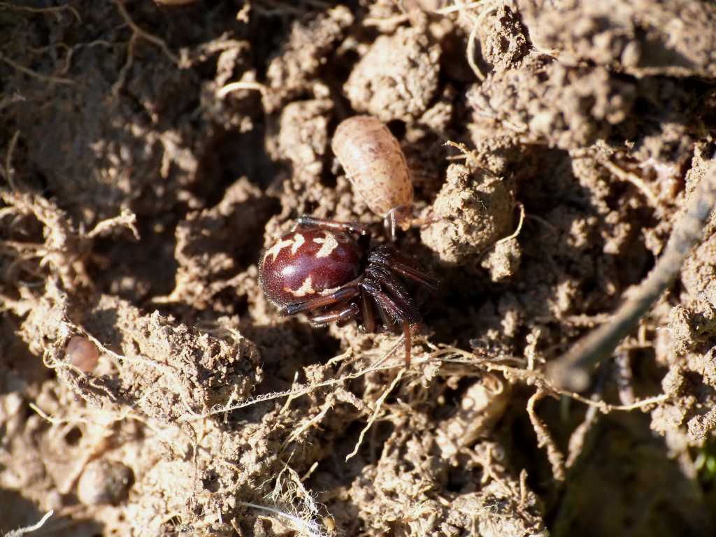 Coppia di Steatoda paykulliana - Tolfa (RM)